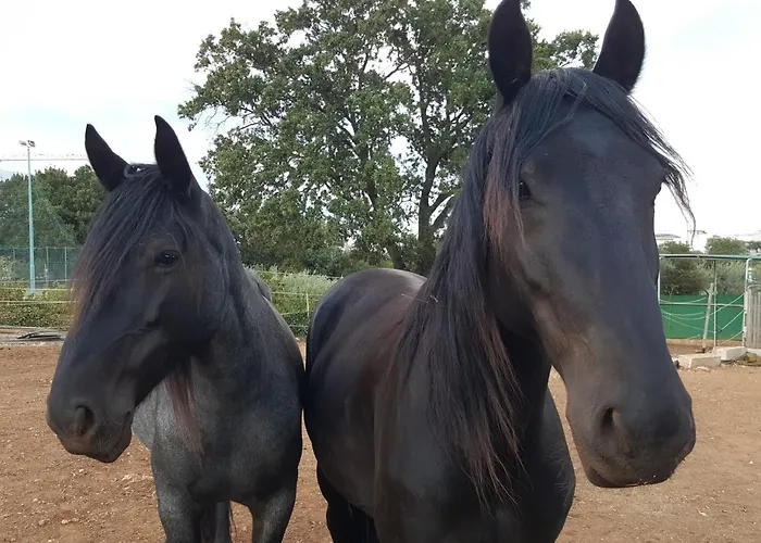 住宿加早餐酒店 Masseria Trulli Sull'aia